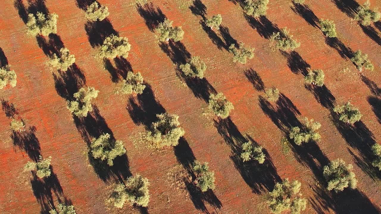 Olive trees create patterns on land in Granada Spain during daytime