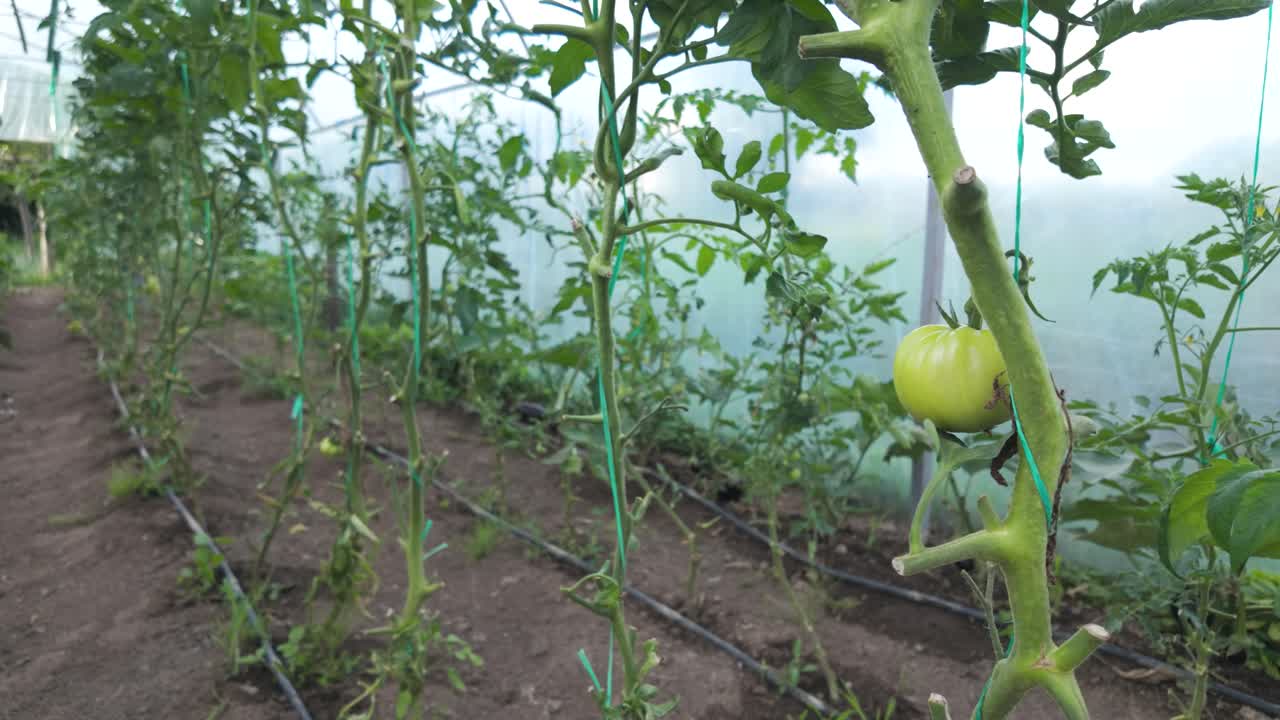 Footage of a green tomato ripening in a Romanian greenhouse garden