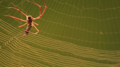 Spider-uses-its-legs-to-attach-silk-thread-to-its-web