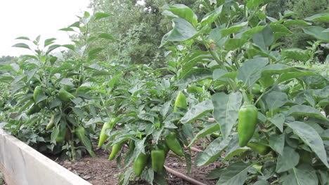 Local-grown-peppers