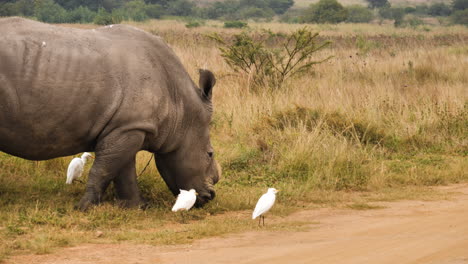 Kein-Hornnashorn,-Das-Gras-Frisst,-Mit-Rinderkernen-In-Der-Nähe