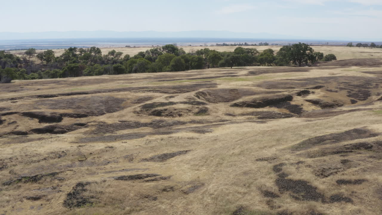 Flying away from green trees on sunny day at Tabletop Mountain near Oroville