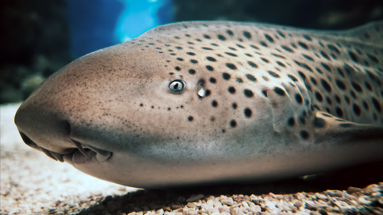 Close up of a zebra shark in the water