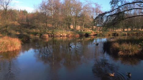 Patos-En-Un-Estanque-En-Otoño-En-Beacon-Fall-Country-Park