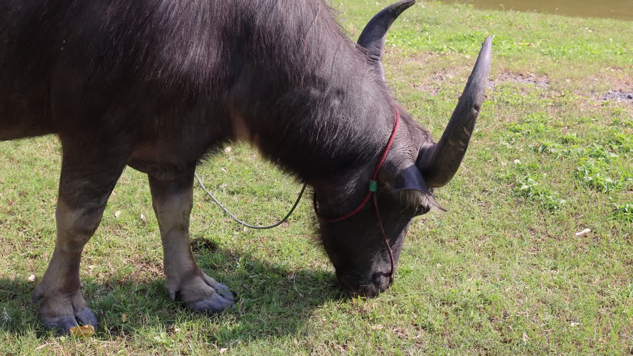 буйвол движется медленно, пасясь на солнечном поле.