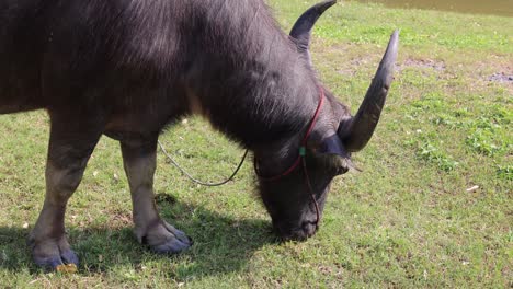 un búfalo se mueve lentamente, pastando en un campo soleado