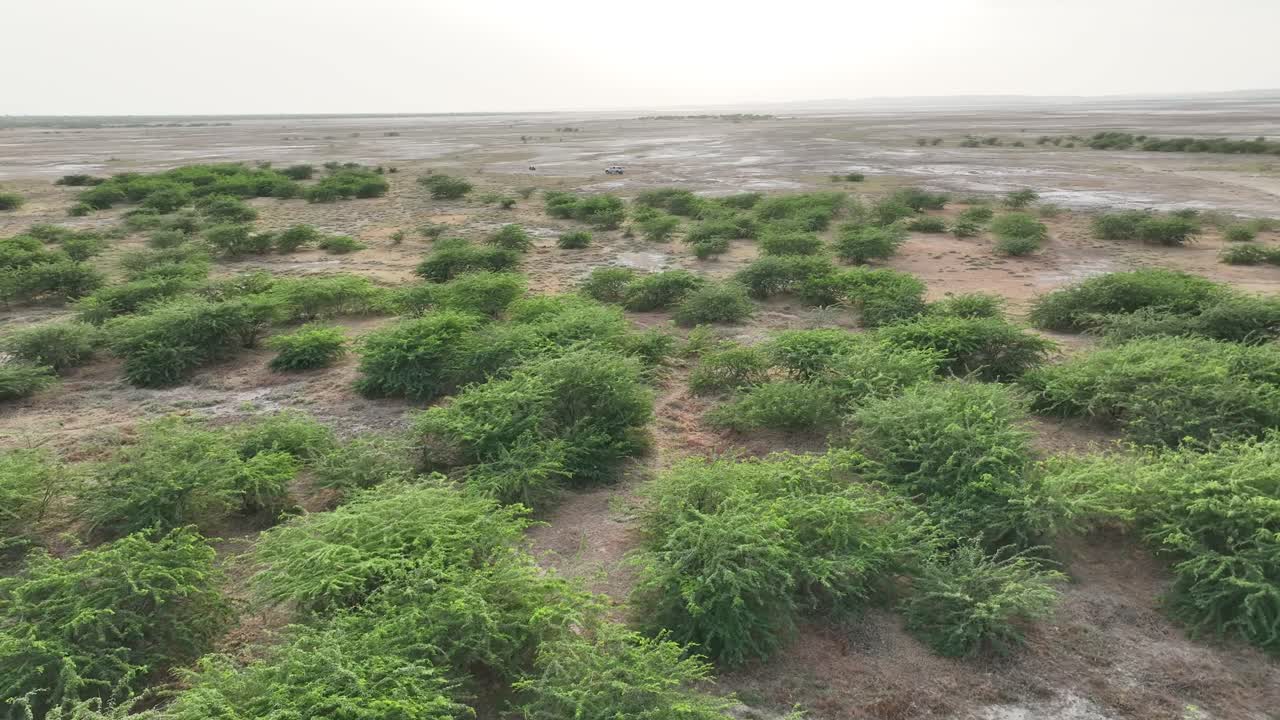 drone aéreo en movimiento hacia adelante disparado sobre la vegetación árida en nagarparkar, sindh, pakistán en un día soleado