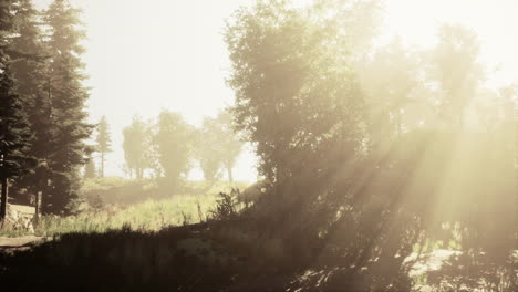 sunbeams through a misty forest