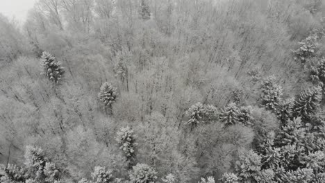 Vista-Aérea-De-Un-Bosque-En-El-Sur-De-Alemania-Durante-Las-Nevadas.