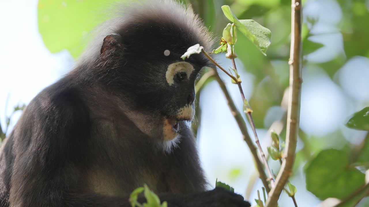 dusky leaf monkeys filmed in langkawi island, malaysia