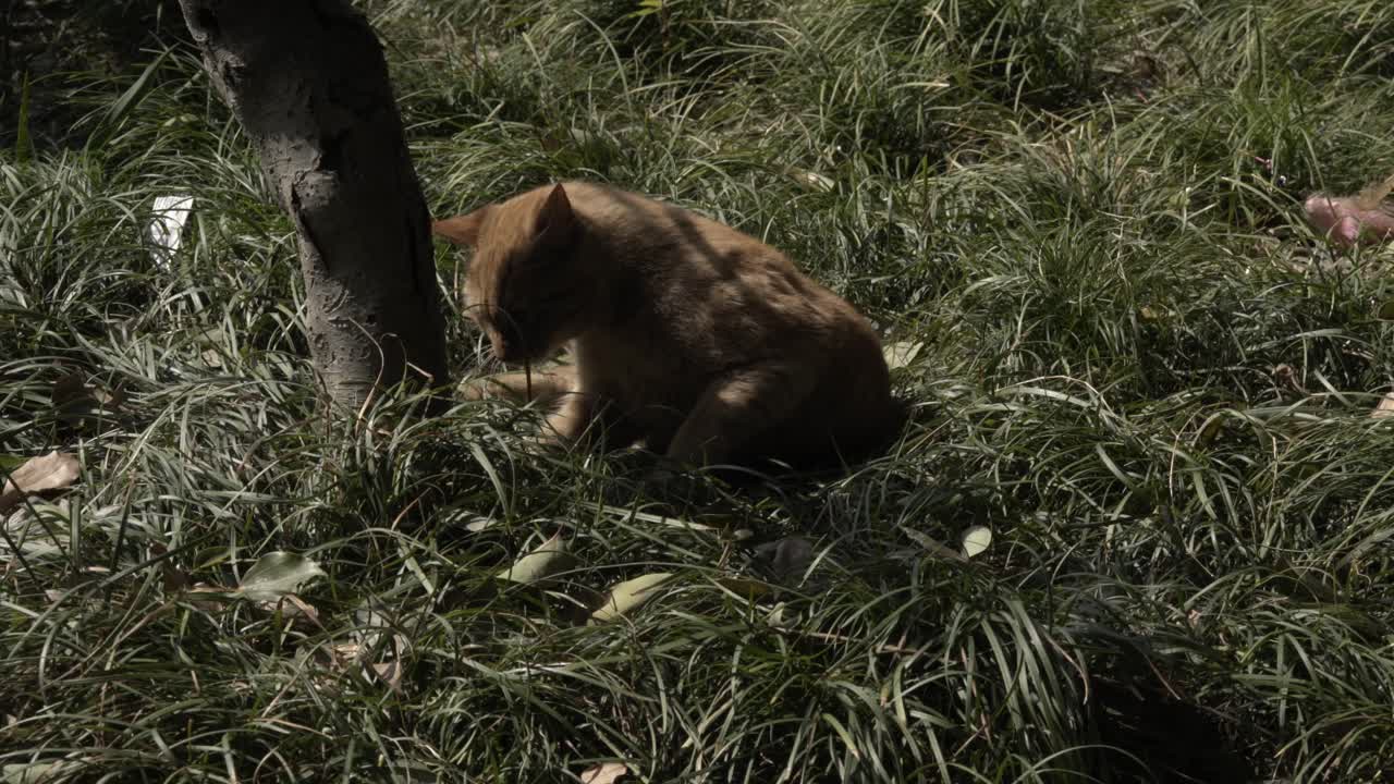 Gatto rosso sdraiato nell'erba verde