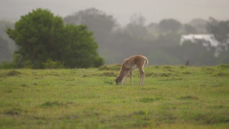 ternero bontebok pastando en un prado de hierba en una tarde fría y ventosa, foto de perfil