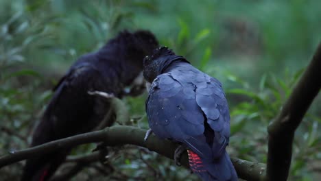 dos cacatúas sentadas, involucradas en el aseo mutuo