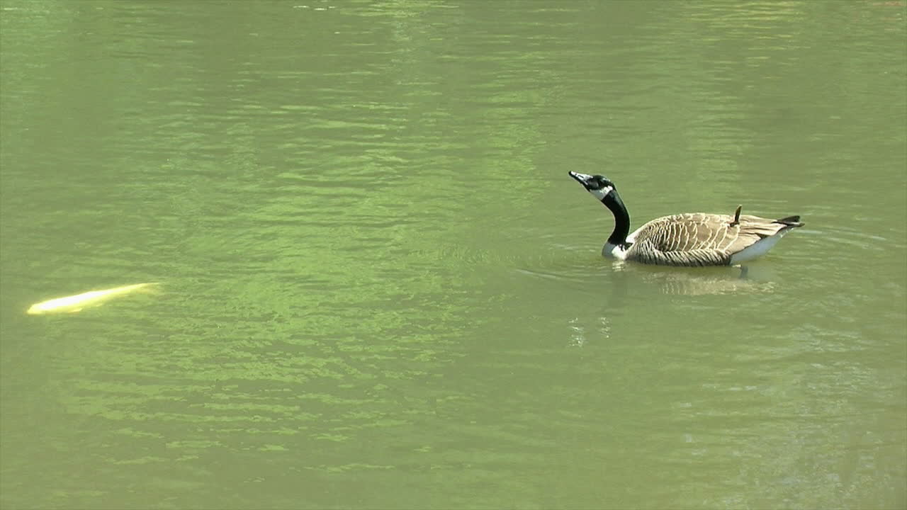 연못에 떠 있는 캐나다 거위가 잉어가 헤엄치는 것을 지켜본 후 물을 한 모금 마신다