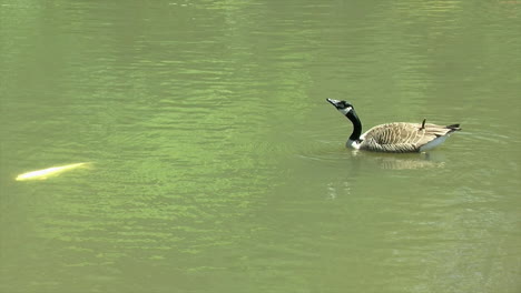 a canada goose floating on a pond, watches a koi swim by, then takes a sip of water
