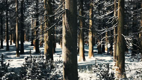 puesta de sol o amanecer en el bosque de pinos de invierno cubierto de nieve