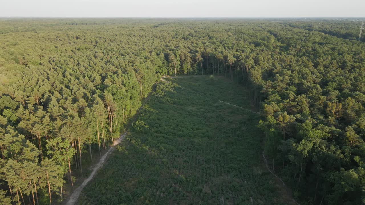 toma de órbita aérea que muestra la degradación forestal en el medio y los árboles en crecimiento que rodean la naturaleza en verano