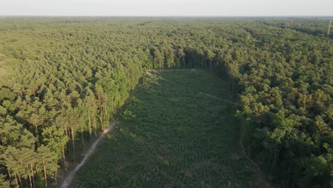 aerial orbit shot showing forest degradation in the middle and growing trees surrounding wilderness in summer