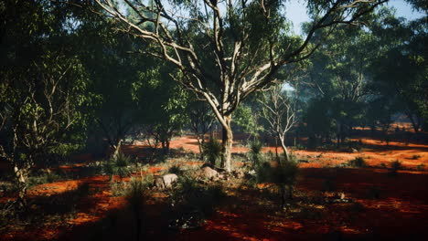 coastal vegetation with trees and shrubs