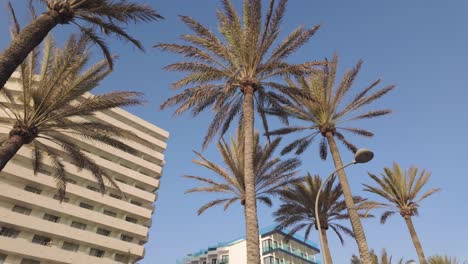 Palmera,-Cielo-Azul-Claro,-Planta-Exótica-Con-Flores,-Las-Arecáceas-En-España