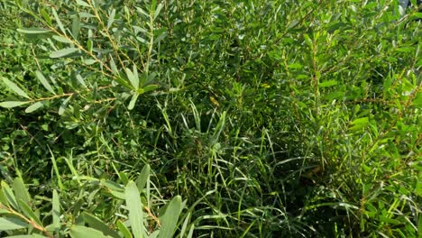 las hojas del árbol de té balanceándose en el viento