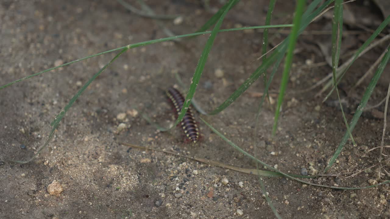 Flat-backed millipede greenhouse Oxidus gracilis insect up-close moving
