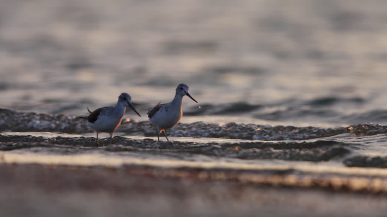 Common Greenshank pair wades through shallow waves on Dutch coast to forage