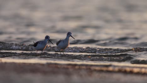 Common-Greenshank-pair-wades-through-shallow-waves-on-Dutch-coast-to-forage