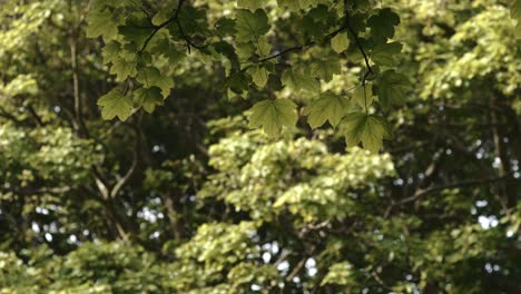 exuberante follaje verde de arces en los bosques de irlanda del norte durante el verano