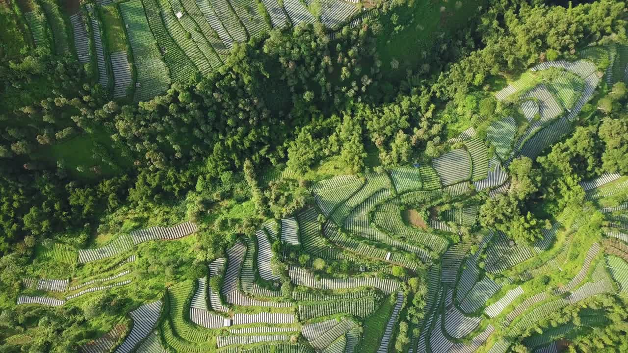 la plantación de hortalizas con valle y denso de árboles que plantaron con brócoli, repollo, papas y cebolla verde, java central, indonesia