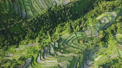 the vegetable plantation with valley and dense of trees that planted with brocolli, cabbage, potatoes and green onion, central java, indonesia