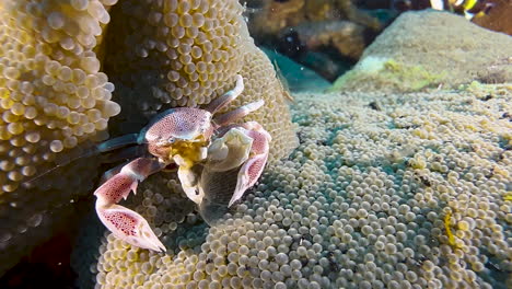 el cangrejo de porcelana manchado en medio de la anémona de mar amarilla filtra el plancton del agua utilizando estructuras parecidas a pelos plumosos