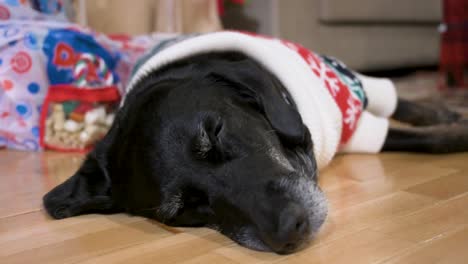 a sleepy black senior labrador dog wearing a christmas-themed sweater as it lies on the ground next to a decorated christmas gifts