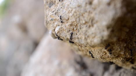 hormigas negras arrastrándose sobre rocas en la naturaleza, profundidad de campo poco profunda, tiro macro