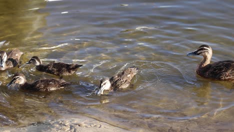 ducks swimming and interacting in a pool