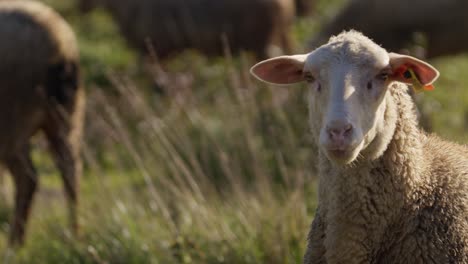 sheep head or portrait closeup, meadow or green grass and other animals in background