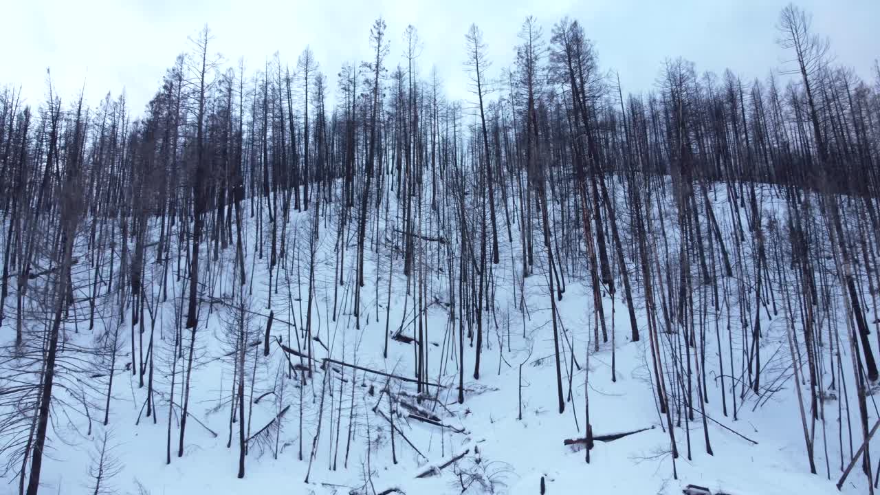 Dopo un lungo periodo di incendi boschivi in Columbia Britannica, i resti di una foresta bruciata su una montagna innevata tornano in vita