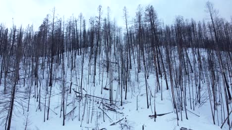 Nach-Einer-Langen-Waldbrandperiode-In-British-Columbia-Erwachen-Die-Überreste-Eines-Verbrannten-Waldes-Auf-Einem-Schneebedeckten-Berg-Wieder-Zum-Leben