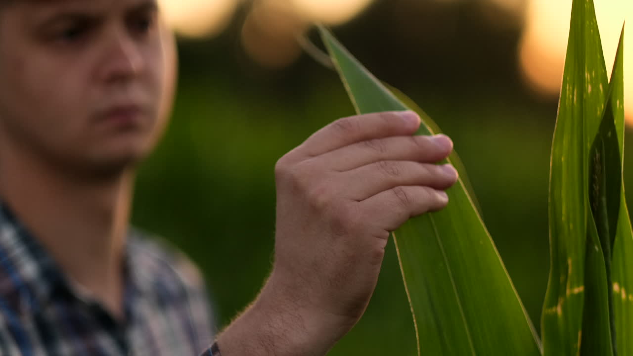 mano masculina cercana tocando una hoja. granjero sénior sosteniendo una computadora portátil en un campo de maíz tomando el control del rendimiento