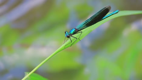 La-Hermosa-Señorita-(calopteryx-Virgo)-Es-Un-Caballito-Del-Diablo-Europeo-Perteneciente-A-La-Familia-Calopterygidae.-A-Menudo-Se-Encuentra-A-Lo-Largo-De-Aguas-De-Corriente-Rápida,-Donde-Se-Siente-Más-A-Gusto.