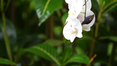 a male orange bellied flowerpecker bird hanging on a white orchid flower