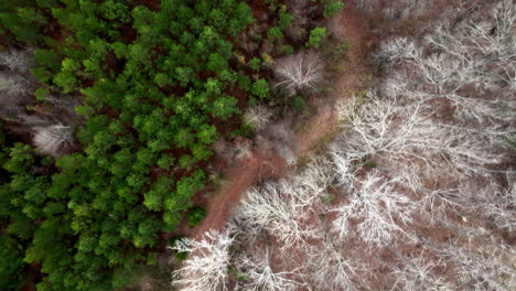 contrasting green and barren white trees in the winter birdseye