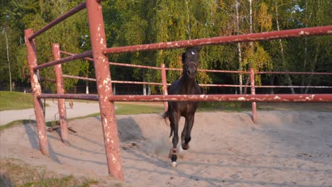 horse regular training running circle arena