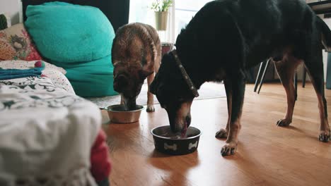 girl is giving food to her dogs