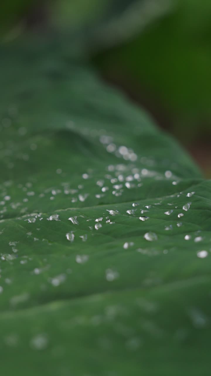 Dew water drops on green jungle plant leaf, close up vertical view