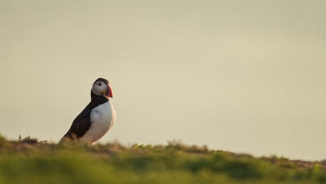 puffin pruning and cleaning feathers, close up portrait of atlantic puffin grooming itself, animal bird behaviour on skomer island, uk birds and birdlife