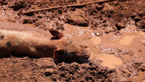 a pig wallows happily in a muddy puddle.