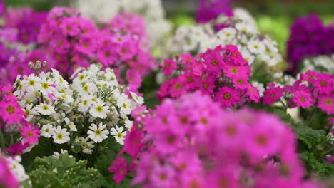 White-and-pink-primroses-bloom-inside-greenhouse,-close-up-slider-shot