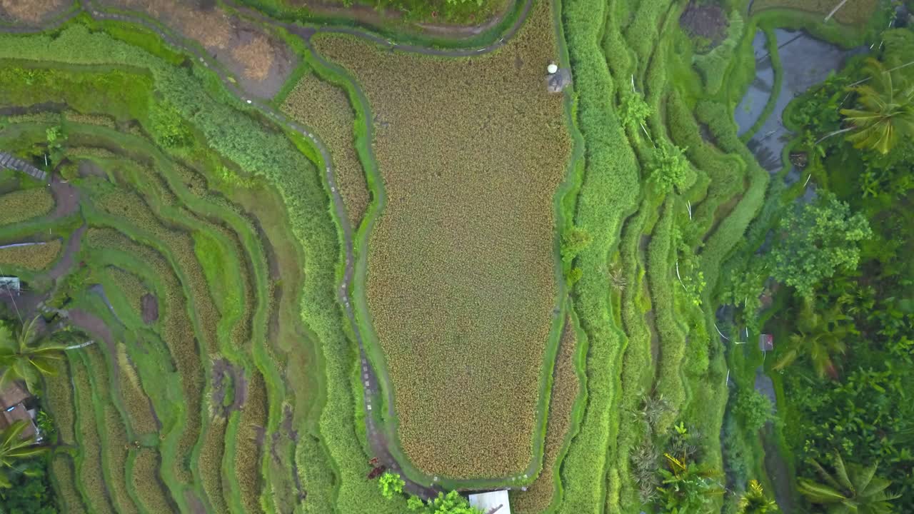 Top down drone aerial of rice terraces, in Tegallalang in Ubud, Bali, Indonesia.