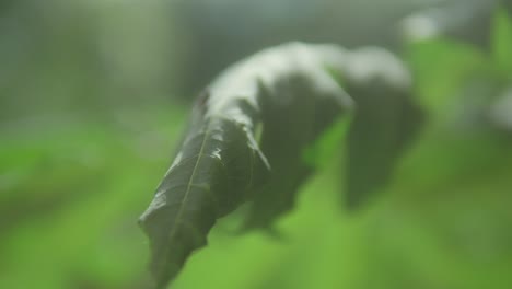 A-close-up-of-a-green-leaf-gently-swaying-in-the-breeze-with-a-soft-focus-background